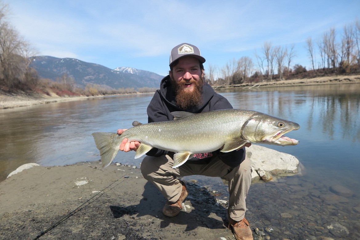 Catchandrelease record bull trout caught in the Kootenai River